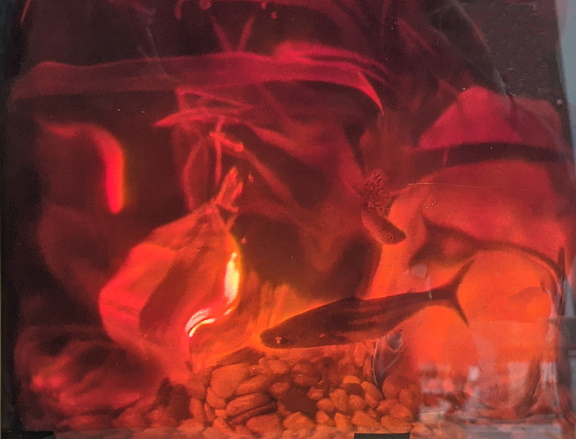 Aquarium by Holicon