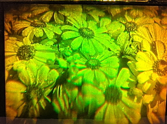 Daisys by Lon Moore