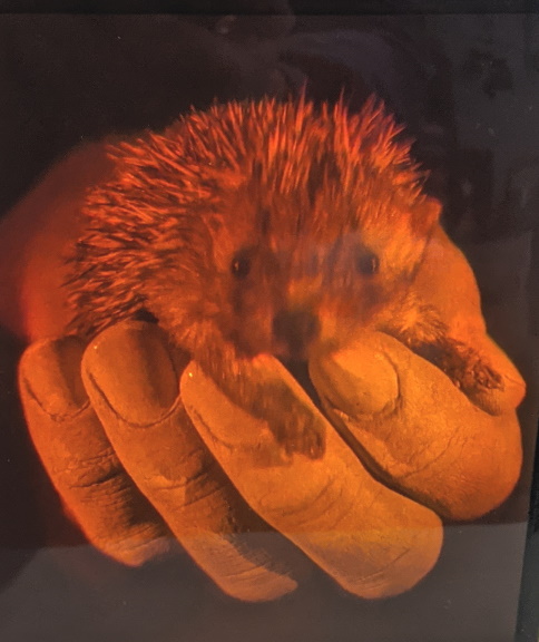 Hedgehog by OP-Graphics